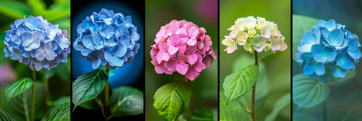 Poster - Five hydrangea flowers in a variety of colors, including blue, pink, and white, bloom in a garden during the summer