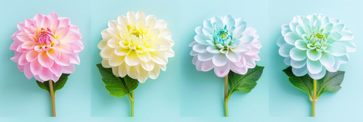 Poster - Four vibrant dahlia flowers in different colors - red, yellow, pink, and purple - stand out against a deep blue background