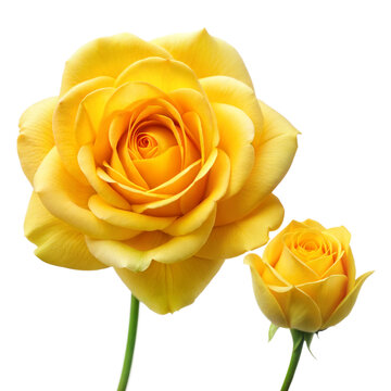 Two Yellow Roses With Stems on Transparent Background in High Quality Close-Up