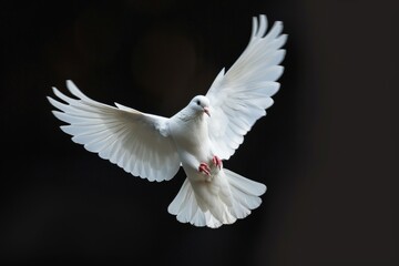 Wall Mural - A White Dove With Open Wings Flying On a Black Background