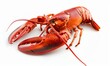 © Андрей Трубицын - big red lobster isolated on white background