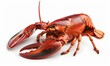 © Андрей Трубицын - big red lobster isolated on white background