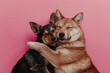 © bee - two cute dogs hugging in affectionate embrace on soft pink background