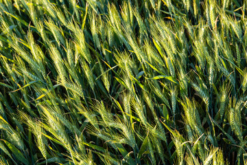 Macro close up of fresh ears of young green wheat in spring field. Agriculture scene.