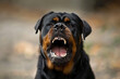 © Fabio - Aggressive Rottweiler barking mad