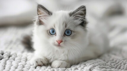 Wall Mural - The Ragdoll cat breed is renowned for being a stunningly beautiful and utterly adorable baby animal especially when it s just a sweet little kitten