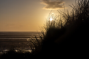 Wall Mural - Marram grass on a sand dune at the coast, silhouetted at sunset