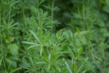 Sticker - The young shoots of the plant were tangled.