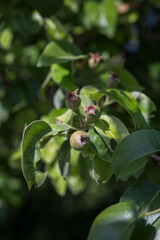 Poster - Green small pear fruits and leaves.