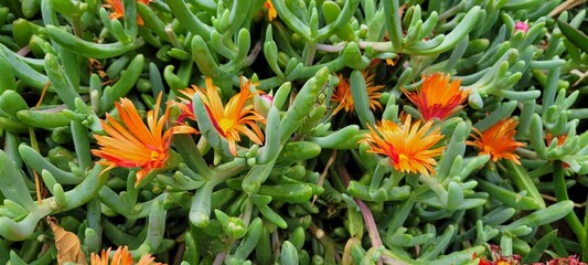 Wall Mural - Orange flowers blooming beside lush green foliage