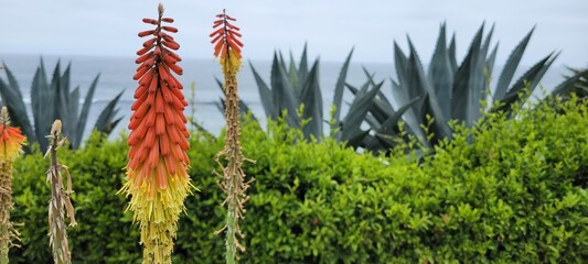 Canvas Print - Big blossoming plants with small green shrubs in background