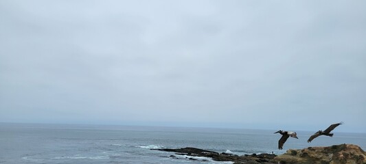 Poster - Birds soar over ocean cliffs