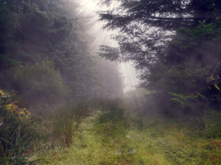 Wall Mural - a field of grass is covered in rain, with trees in the background. scene is calm and peaceful, as th