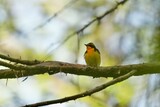 Fototapeta  - narcissus flycatcher in a forest