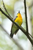 Fototapeta  - narcissus flycatcher in a forest