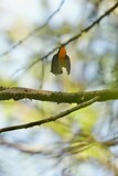 Fototapeta  - narcissus flycatcher in a forest