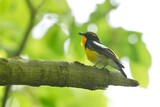 Fototapeta  - narcissus flycatcher in a forest