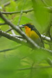 Fototapeta  - narcissus flycatcher in a forest