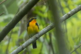 Fototapeta  - narcissus flycatcher in a forest