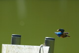 Fototapeta  - common kingfisher in a pond