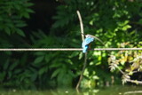 Fototapeta  - common kingfisher in a pond