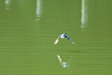 Fototapeta  - common kingfisher in a pond