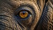 © SD Danver - Close up of an elephant eye