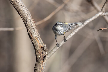 Wall Mural - yellow-rumped warbler perched on a branch in early spring