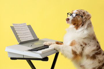 Wall Mural - Cute Australian Shepherd dog playing on modern synthesizer against yellow background