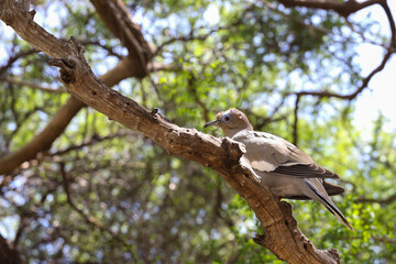 Dove sitting on a branch in a tree