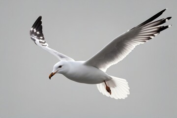 'background beautiful isolated seagull flying transparent nature white animal bird siam feather natural freedom beak wildlife flight gull wing fly looking'