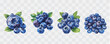 © Kiki - Blueberry fruit watercolor isolated graphic transparent