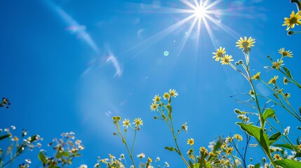 Wall Mural - Sunny blue sky