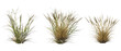 © Link Parker - A variety of grasses in the wild. Green grass field meadow cut out backgrounds transparent