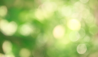 Wall Mural - nature blur green leaf and light abstract background. sunlight bokeh on green leaf tree foliage in a