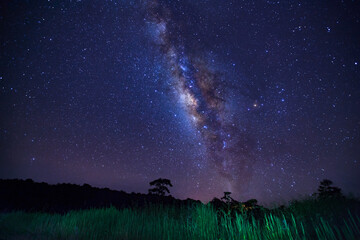 Wall Mural - milky way and silhouette of tree at phu hin rong kla national park,phitsanulok thailand, long exposu