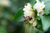 Fototapeta  - Busy worker honey bee are gathering nectar and pollen from white flowers, orange jasmine flower