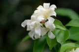 Fototapeta  - Busy worker honey bee are gathering nectar and pollen from white flowers, orange jasmine flower