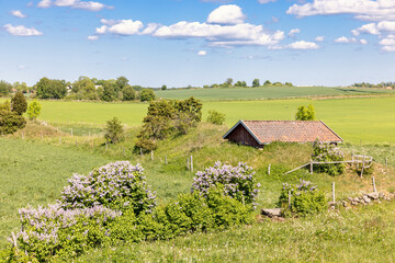 Sticker - Rural landscape view with flowering Lilac flowers in the summer