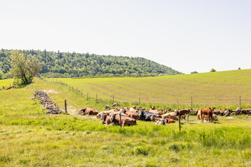 Sticker - Resting cows on a lush green meadow in a sunny rural landscape