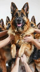a bunch of mix followers holding by a happy German shepherd dog setting on knees with plain white background