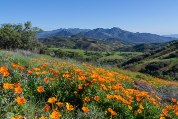 Sticker - space for text, in the morning, flowers are blooming mountins