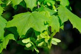 Fototapeta  - Bunch of fruits of Acer platanoides, also known as Norway maple. The fruit is a double samara with two winged seeds.