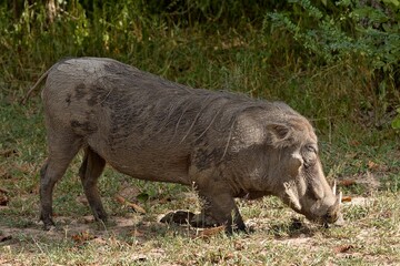 Wall Mural - Common Warthog (Phacochoerus africanus). South Luangwa National Park. Zambia. Africa.