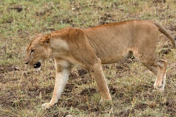 Wall Mural - A female lion (Panthera leo) in South Luangwa National Park. Zambia. Africa.