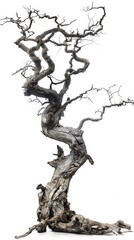 Sticker - dead twisty tree, mystical magic, with roots, very simple, full roots, isolated on plain white background