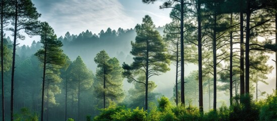 Poster - A serene landscape of towering pine trees in the scenic nature of Chiang Mai with ample space for adding images