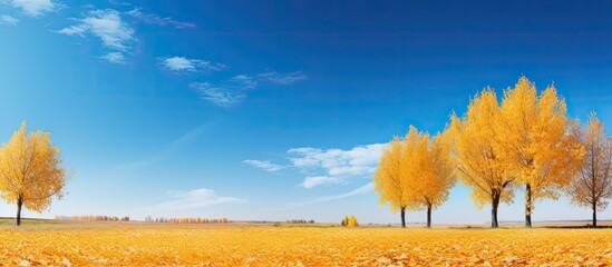 Poster - Autumn landscape featuring trees with yellowed leaves set against a beautiful blue sky creating a stunning copy space image