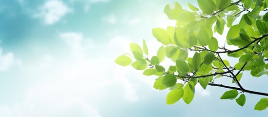 Canvas Print - Background image of tree leaves against the sky with ample empty space