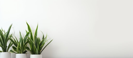 Aufkleber - A clean and bright copy space image of plants placed at home with a white background